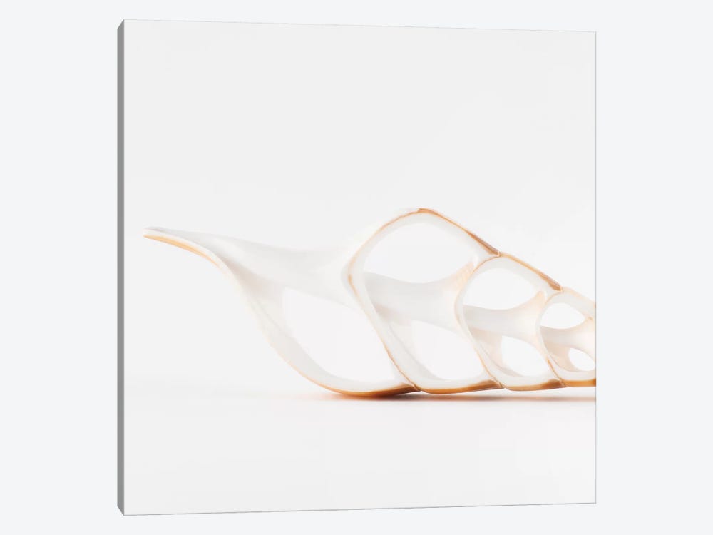 Beautiful Cut Tibia Shell by Philippe Hugonnard 1-piece Canvas Print