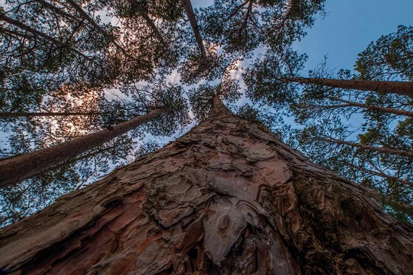 Peter Hawkins: USA, Minnesota, Itasca State Park by Peter Hawkins