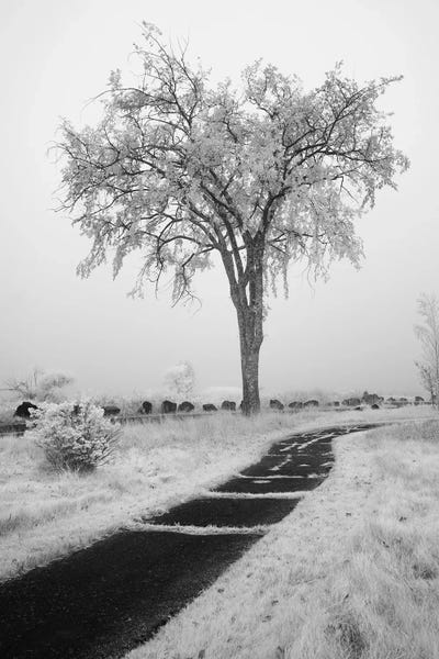 Peter Hawkins: USA, Minnesota, Duluth, Park Point, Boardwalk Over Dunes by Peter Hawkins