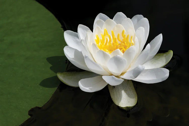 USA, Minnesota, La Salle Lake State Recration Area, La Salle Creek, Water Lilly