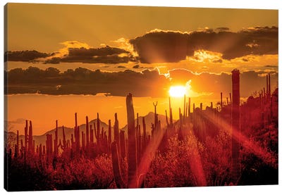 USA, Arizona, Tucson, Saguaro National Park I Canvas Art Print - Arizona Art