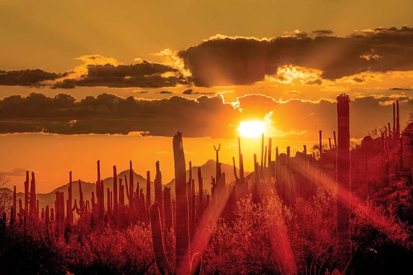 Arizona: USA, Arizona, Tucson, Saguaro National Park I by Peter Hawkins
