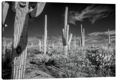 USA, Arizona, Tucson, Saguaro National Park II Canvas Art Print - Saguaro National Park
