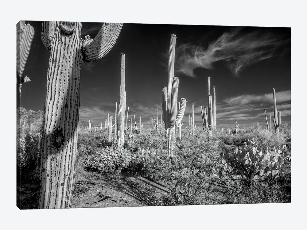 USA, Arizona, Tucson, Saguaro National Park II by Peter Hawkins 1-piece Canvas Print