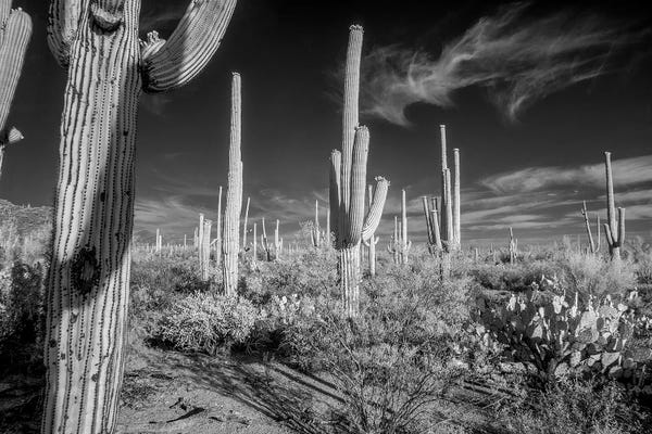 Succulents: USA, Arizona, Tucson, Saguaro National Park II by Peter Hawkins