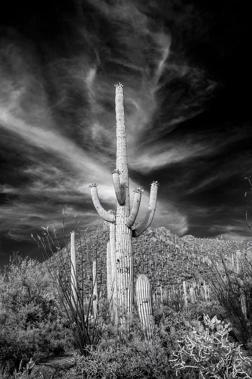 USA, Arizona, Tucson, Saguaro National Park III