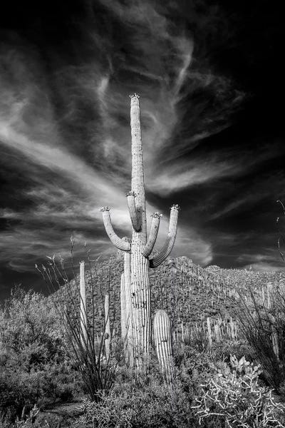 Succulents: USA, Arizona, Tucson, Saguaro National Park III by Peter Hawkins