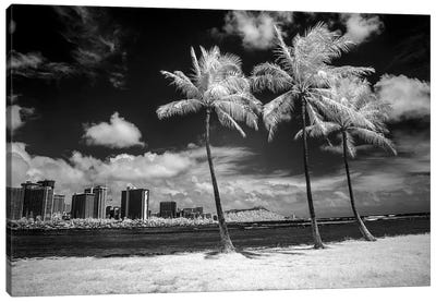 USA, Hawaii, Oahu, Honolulu, Palm trees on the beach. Canvas Art Print - Hawaii Art