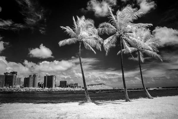 Peter Hawkins: USA, Hawaii, Oahu, Honolulu, Palm trees on the beach. by Peter Hawkins