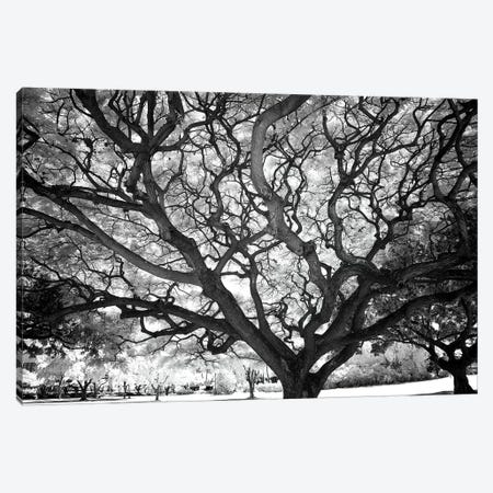 USA, Hawaii, Oahu, Honolulu, Twisted tree limbs. Canvas Print #PHK9} by Peter Hawkins Canvas Print