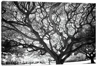 USA, Hawaii, Oahu, Honolulu, Twisted tree limbs. Canvas Art Print - Honolulu
