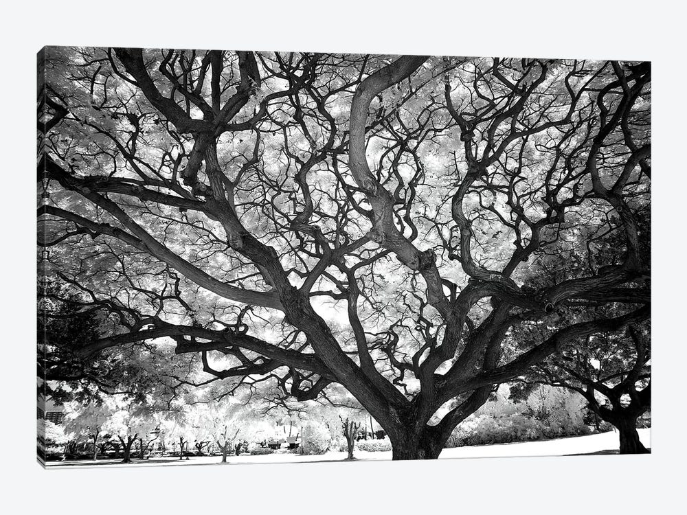 USA, Hawaii, Oahu, Honolulu, Twisted tree limbs. by Peter Hawkins 1-piece Canvas Art