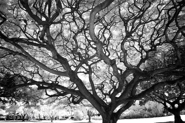 Hawaii: USA, Hawaii, Oahu, Honolulu, Twisted tree limbs. by Peter Hawkins