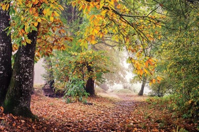 Automnal Break Under The Trees by Philippe Manguin canvas print