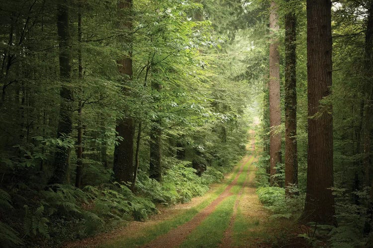 La Foret De Carnoet En Bretagne by Philippe Manguin wall art