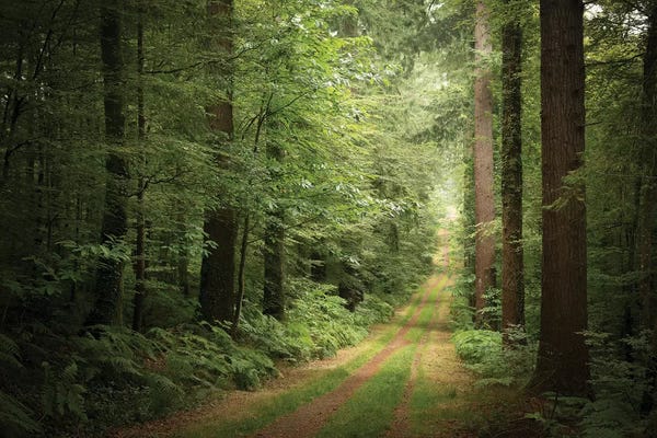 Brittany: La Foret De Carnoet En Bretagne by Philippe Manguin