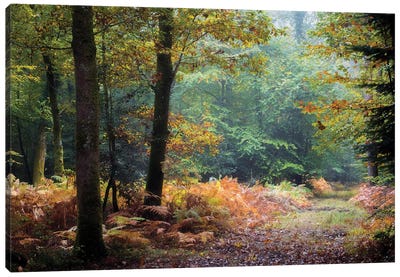 Automne Forest Leaves Canvas Art Print - Philippe Manguin