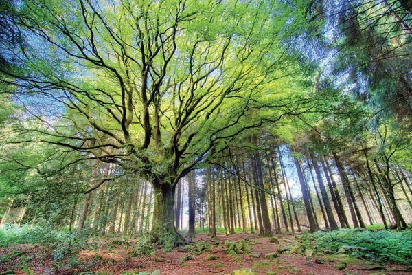 Le Hêtre De Ponthus