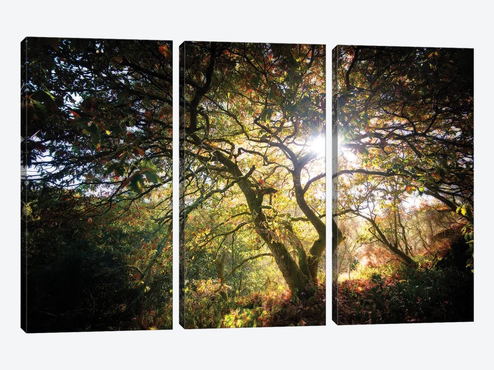 Light by Philippe Manguin 3-piece Canvas Wall Art