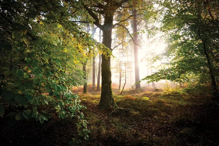 Lighting Forest by Philippe Manguin wall art