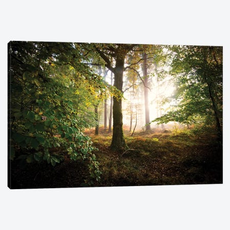 Lighting Forest Canvas Print #PHM129} by Philippe Manguin Canvas Print