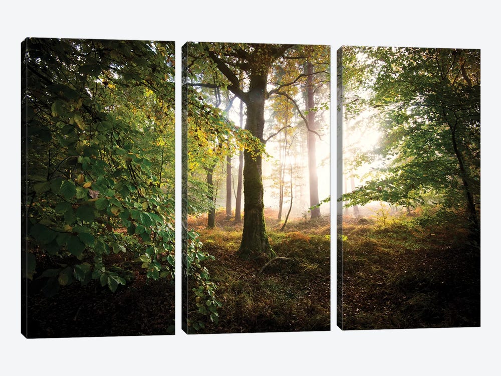 Lighting Forest by Philippe Manguin 3-piece Art Print