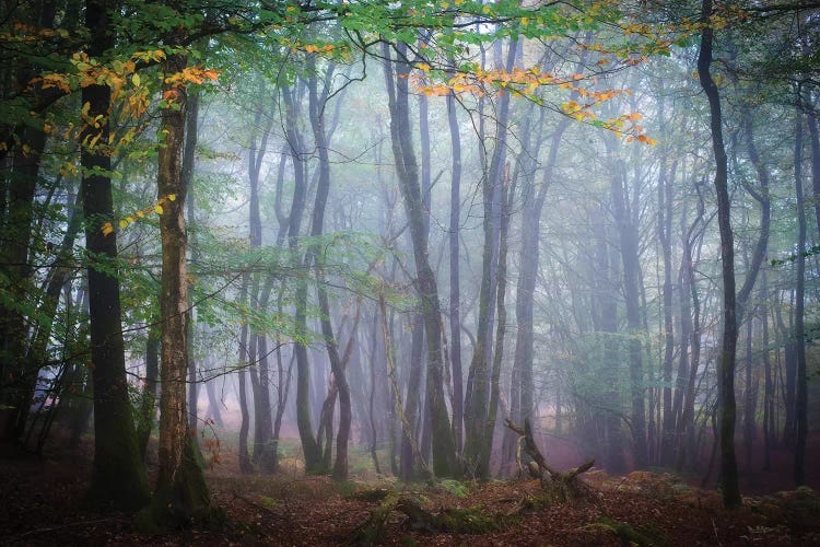 Autumn Foggy Forest Scene