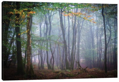 Autumn Foggy Forest Scene Canvas Art Print - Mist & Fog Art