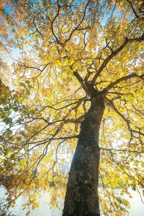 Lighting Tree