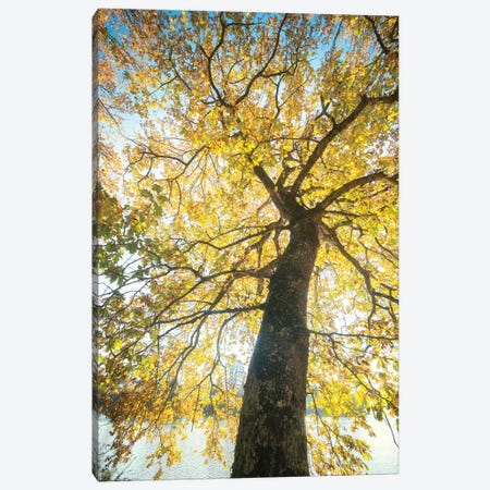 Lighting Tree Canvas Print #PHM130} by Philippe Manguin Canvas Art