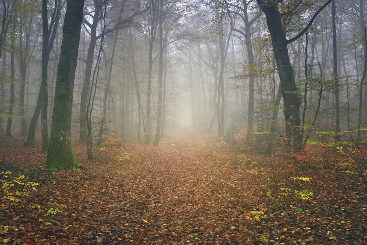 Autumn Forest