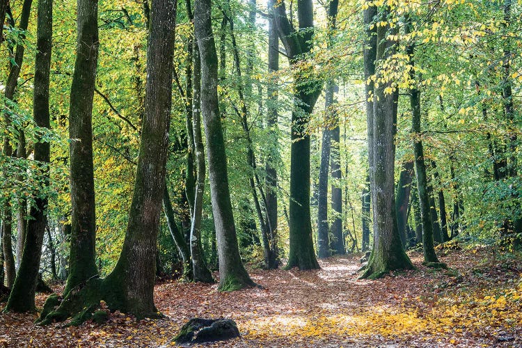 Autumn Walk by Philippe Manguin wall art