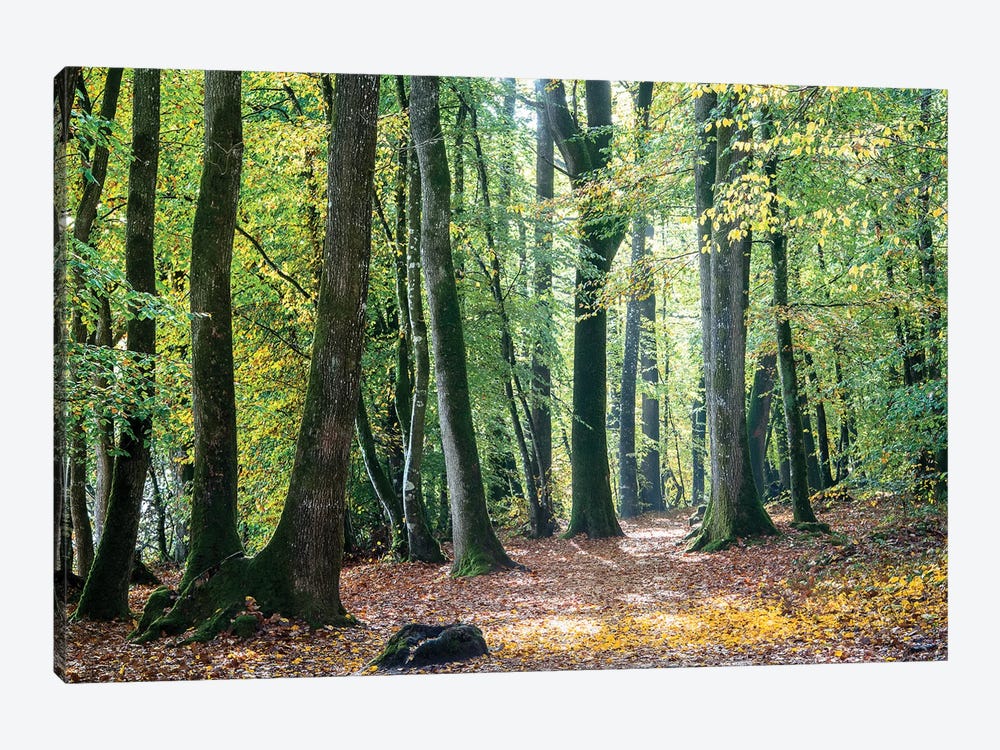 Autumn Walk by Philippe Manguin 1-piece Canvas Print
