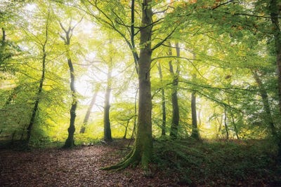 Natural Light by Philippe Manguin canvas print