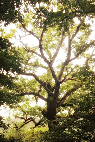 Natural Morning Light by Philippe Manguin canvas print