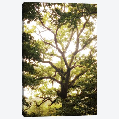Natural Morning Light Canvas Print #PHM153} by Philippe Manguin Canvas Wall Art
