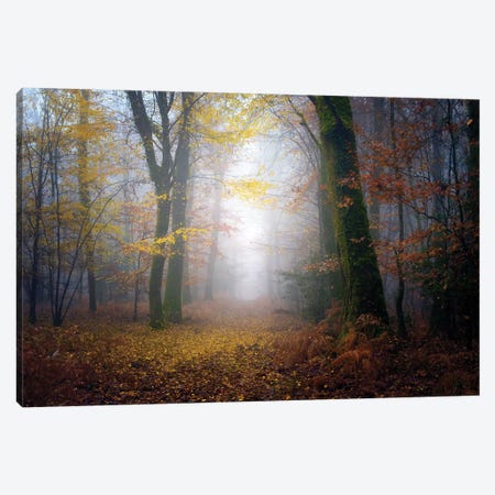 Autumn Walk In The Forest Canvas Print #PHM15} by Philippe Manguin Canvas Print