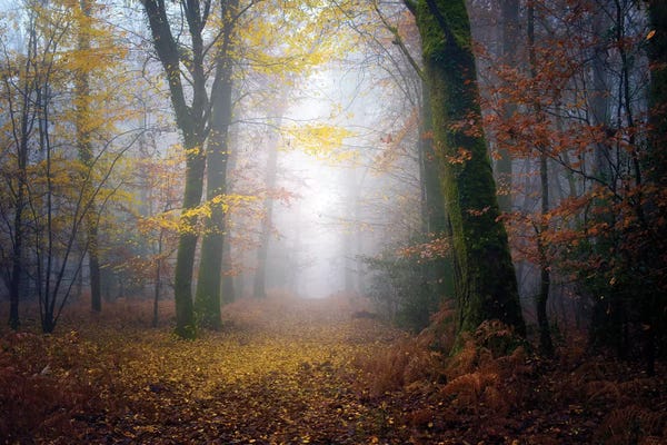 Philippe Manguin: Autumn Walk In The Forest by Philippe Manguin
