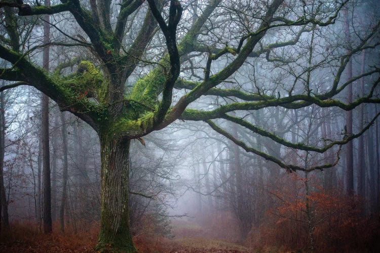 Old Oak Tree by Philippe Manguin wall art
