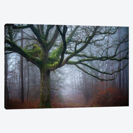 Old Oak Tree Canvas Print #PHM160} by Philippe Manguin Art Print