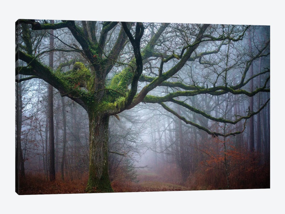 Old Oak Tree by Philippe Manguin 1-piece Canvas Wall Art