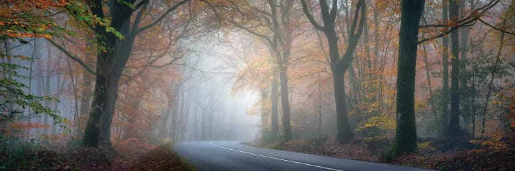 Panoramic Forest