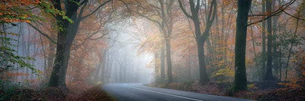 France: Panoramic Forest by Philippe Manguin