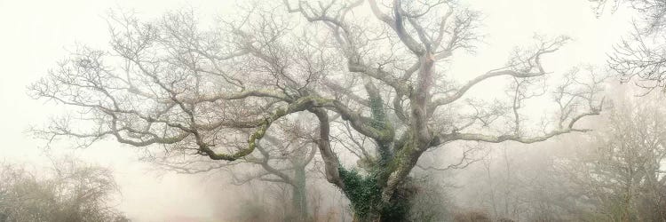 Panoramic Octopus Ghost Oak by Philippe Manguin wall art
