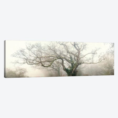 Panoramic Octopus Ghost Oak Canvas Print #PHM164} by Philippe Manguin Canvas Art