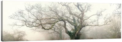 Panoramic Octopus Ghost Oak Canvas Art Print - Best Selling Photography