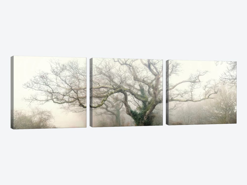 Panoramic Octopus Ghost Oak by Philippe Manguin 3-piece Canvas Artwork