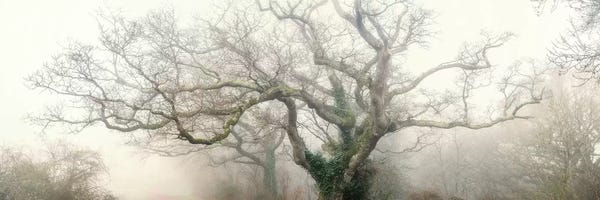 Large Photography - Canvas Prints: Panoramic Octopus Ghost Oak by Philippe Manguin
