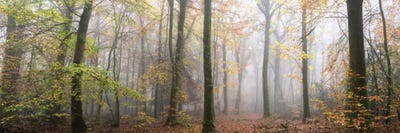 Panoramic Walk In The Forest by Philippe Manguin canvas print