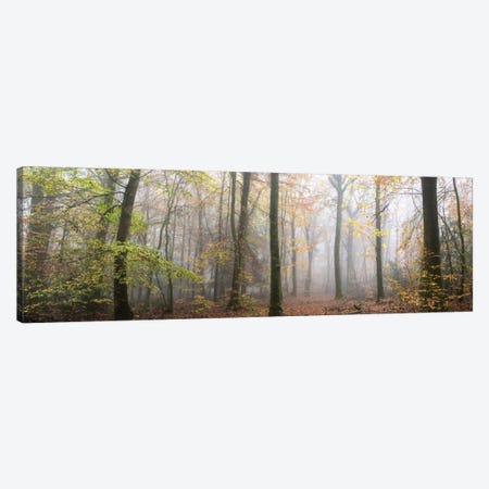 Panoramic Walk In The Forest Canvas Print #PHM167} by Philippe Manguin Canvas Art